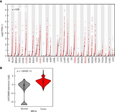 LINC00460 Is a Dual Biomarker That Acts as a Predictor for Increased Prognosis in Basal-Like Breast Cancer and Potentially Regulates Immunogenic and Differentiation-Related Genes